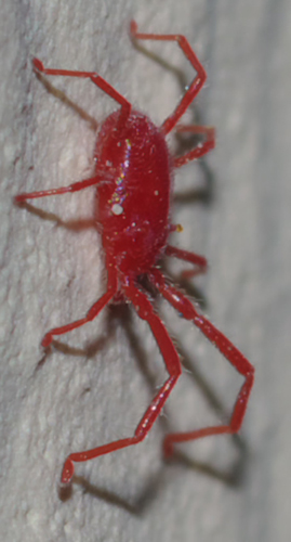 Erythraeidae: Balaustium?